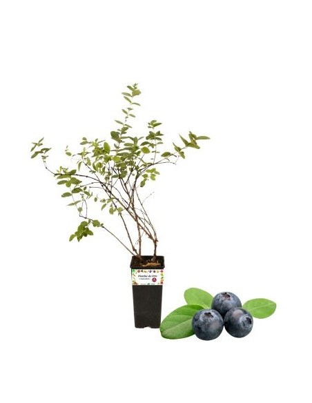 Mirtillo Nero Gigante Precoce Vaso 2L