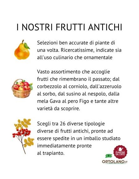 Mirtillo Nero Gigante Precoce Vaso 2L