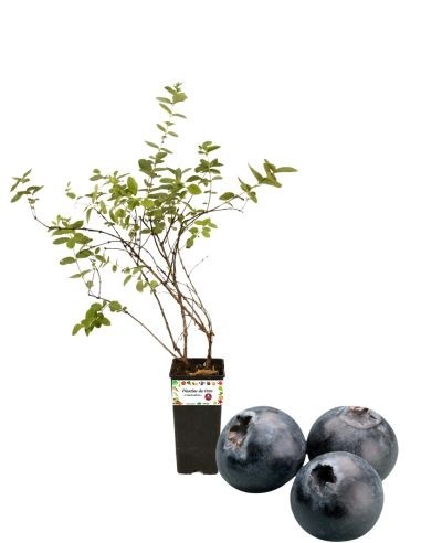 Riesige späte schwarze Heidelbeeren, 2-Liter-Glas