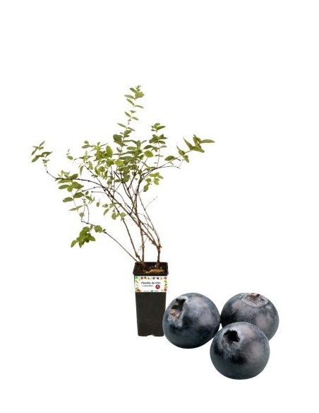 Mirtillo Nero Gigante Tardivo Vaso 2L