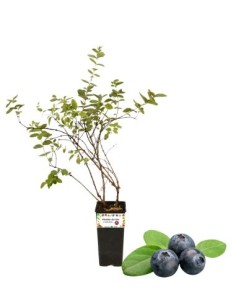 Riesen-Schwarzheidelbeeren, kleine Früchte, 2-Liter-Glas