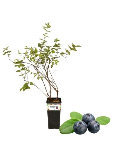 Riesen-Blaubeere Nero Halbes Glas 2L