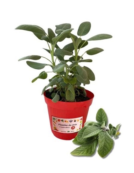 Salvia Vaso diametro 14