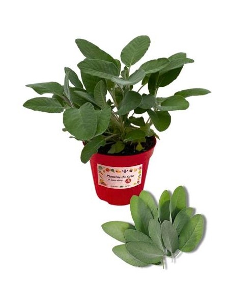 Salvia Foglia Larga Vaso diametro 14