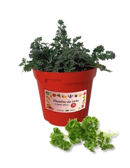 Prezzemolo Riccio Vaso diametro 14