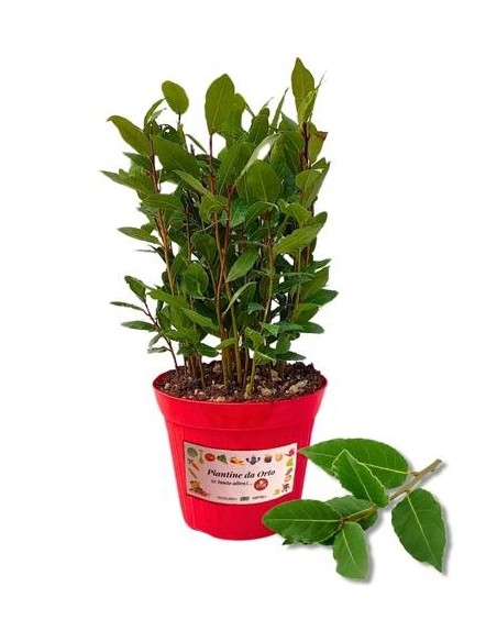 Alloro Vaso diametro 14