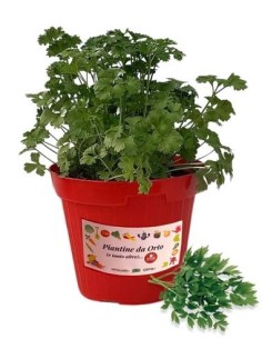 Prezzemolo Comune Vaso diametro 14