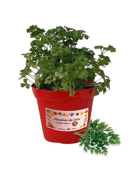 Prezzemolo Comune Vaso diametro 14