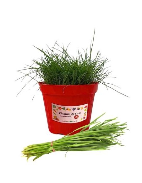 Erba Cipollina Vaso diametro 14