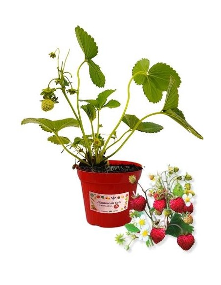 Fragola da Bosco Vaso 14