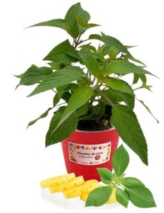 Salvia Ananas Vaso diametro 14