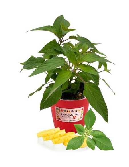 Salvia Ananas Vaso diametro 14