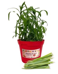 Lemon Grass Citronella Vaso diametro 14