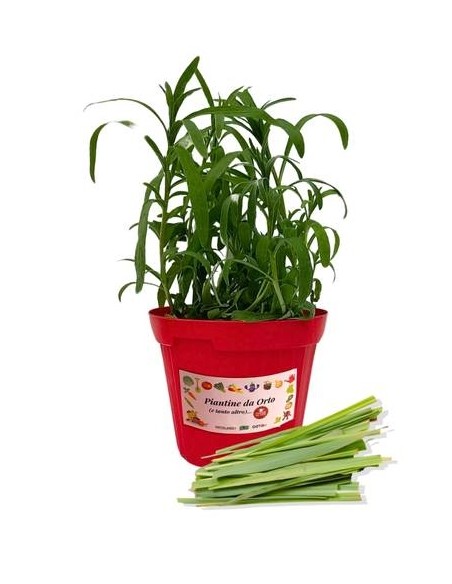 Lemon Grass Citronella Vaso diametro 14