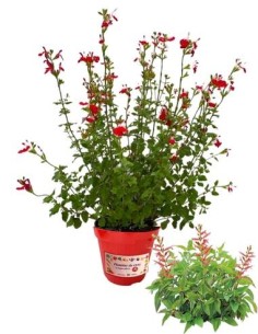 Salvia Greggi Vaso diametro 14