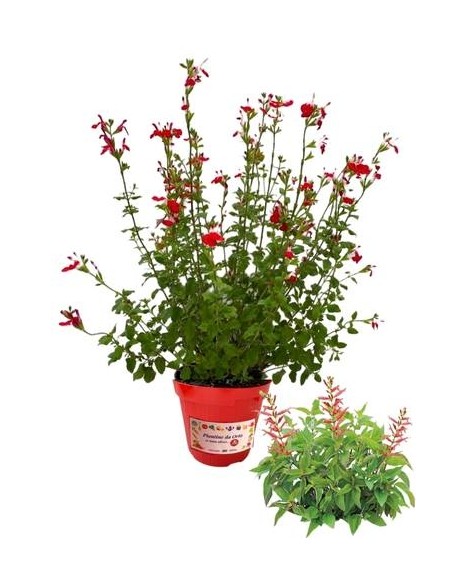 Salvia Greggi Vaso diametro 14