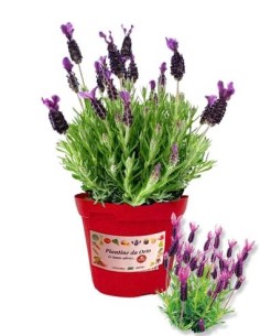 Lavanda Stoeaches Vaso diametro 14