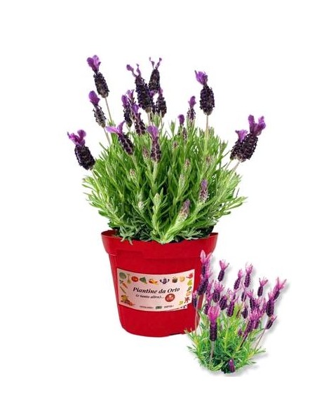 Lavanda Stoeaches Vaso diametro 14
