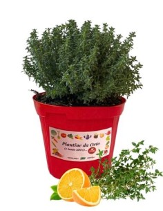 Orange Thyme Topf Durchmesser 14