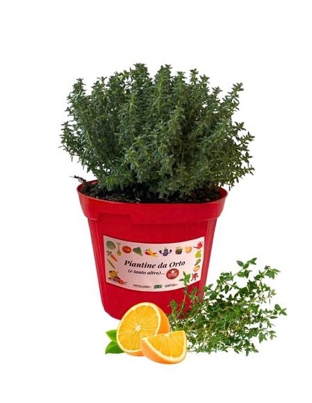 Orange Thyme Topf Durchmesser 14