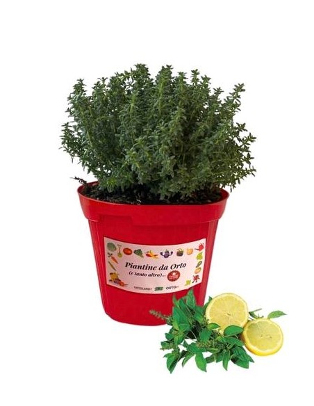 Timo Limone Vaso diametro 14