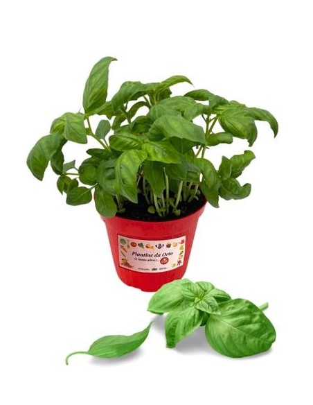 Basilico Genovese Vaso diametro 14