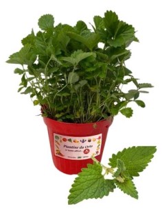 Melissa Vaso diametro 14