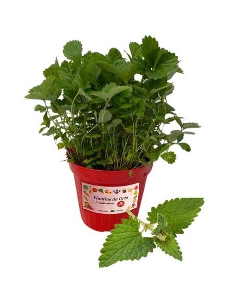 Melissa Vaso diametro 14