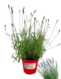 Lavanda Nana Vaso diametro 14