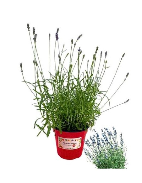 Lavanda Nana Vaso diametro 14