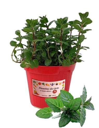 Gletscherminze Topfdurchmesser 14