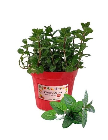 Menta Glaciale Vaso diametro 14