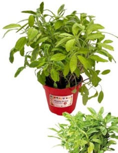 Salvia Dorata Vaso diametro 14