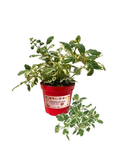 Incenso Vaso diametro 14