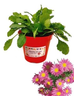 Piretro vaso diametro 14 