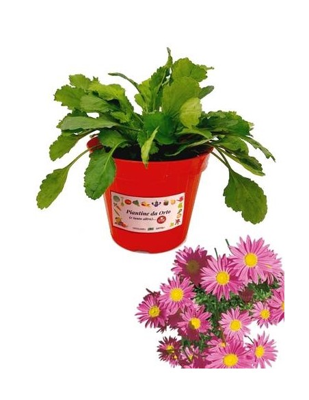 Piretro vaso diametro 14 