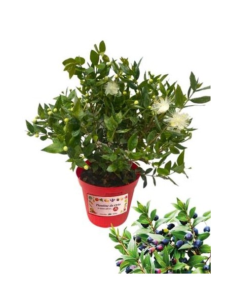 Mirto Vaso diametro 14