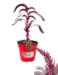 Amaranth-Vase, Durchmesser 14