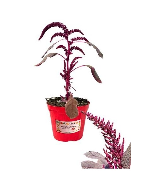 Amaranth-Vase, Durchmesser 14