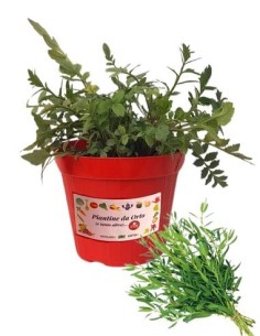 Issopo Vaso diametro 14