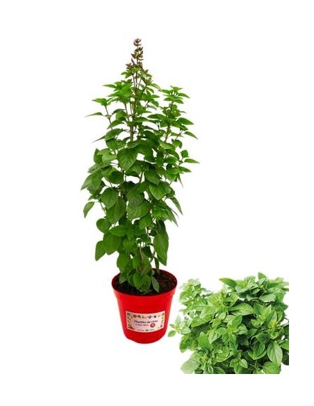 Basilico Artico Vaso diametro 14