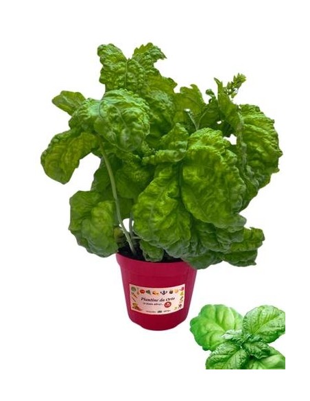 Basilico Foglia di Lattuga Vaso diametro 14