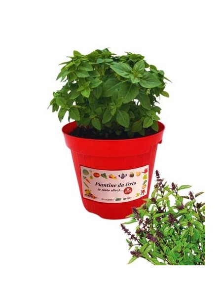 Basilico Cannella Vaso diametro 14