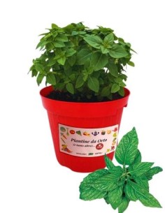 Basilico Menta Vaso diametro14