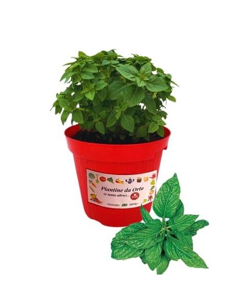 Basilico Menta Vaso diametro14