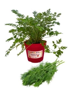 Aneto Vaso diametro 14