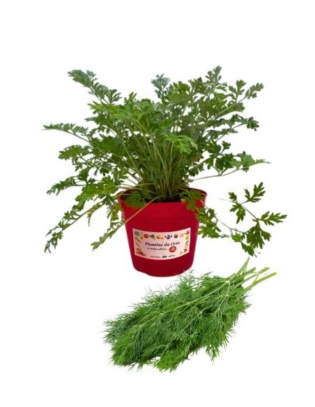 Aneto Vaso diametro 14