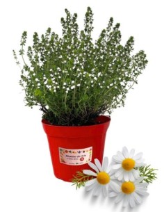 Camomilla Vaso diametro 14