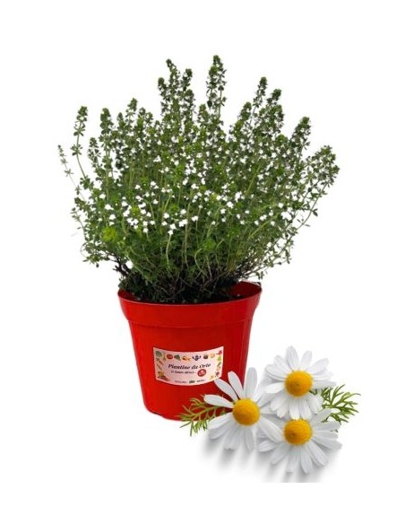 Camomilla Vaso diametro 14