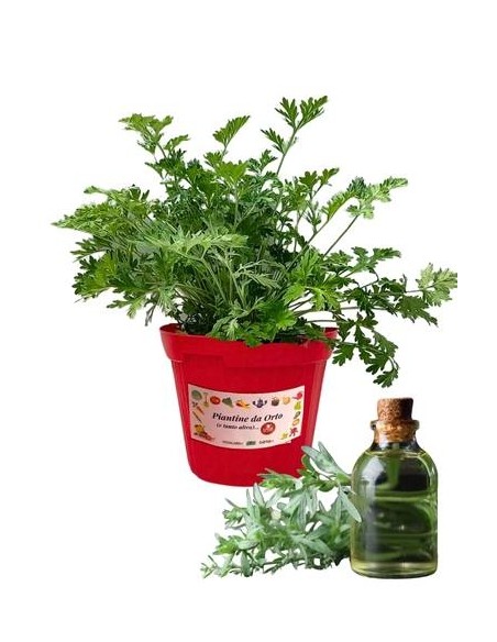 Assenzio Vaso diametro 14